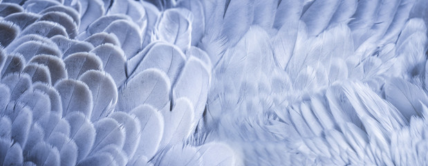 a feathers texture closeup in the detail