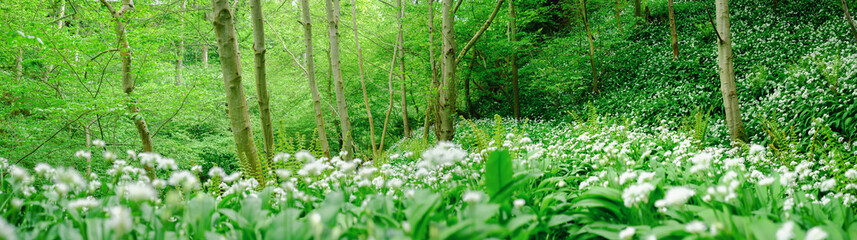 Flowering wild Garlic completely covers the forest floor. Thornton Glen, Scotland