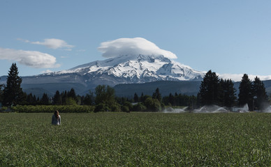 Mt Hood towering over a field on a clear spring day