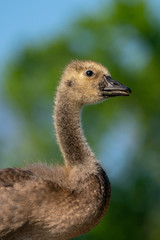 Profile of young gosling.