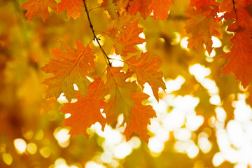 Yellow maple leaves on a twig in autumn