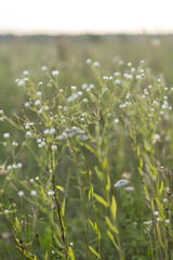 Close-up of small wildflowers in the evening, background in gentle tones