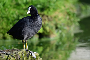 Portrait of a coot on a rock
