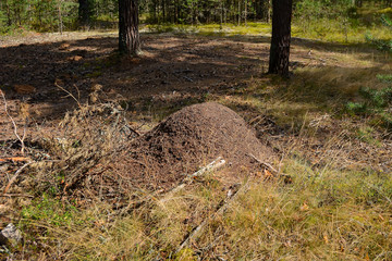 Large ant hill in the forest