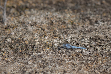 Blue dragonfly on ground