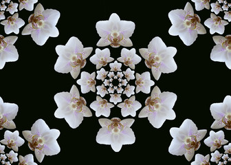 Obraz na płótnie Canvas Seamless Orchid blooms. Beautiful geometric hexagonal composition of concentric white orchids on black background.