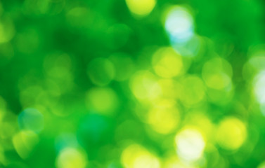 Obraz premium Green bokeh background from nature forest out of focus