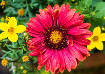 Red Gaillardia