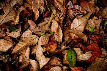 Leaves and twigs on ground in the forest for background