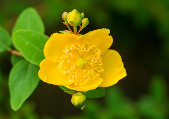 Hypericum