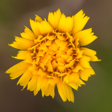 Coreopsis Yellow