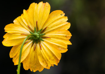 Behind Bright Lights