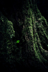Dark feel, Plant among moss