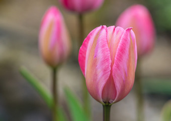 Tulip Group