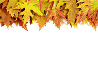 autumn maple leaves on white
