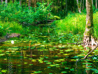 Obraz premium river, braslav