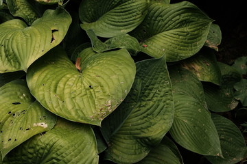 Funkien im Schatten Herzblattlilien © darknightsky