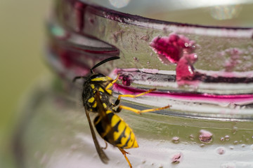 Wespe frisst von einem Marmeladenglas
