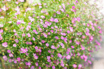 Natural summer background with pink flowers. Flowerbed in garden.