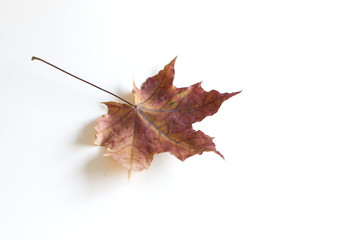 red maple leaf on a white background