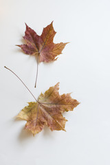 two maple leaves are located diagonally on a white background (close up)