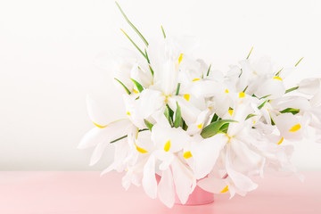 Beautiful White Iris Flowers on Pink Background