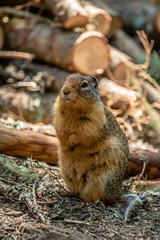Columbia Ground Squirrel in the Colville National Forest