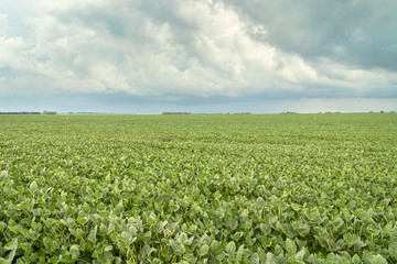 Fototapeta na wymiar green soybean field in Nebraska
