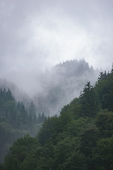 coniferous mountain forest in the fog