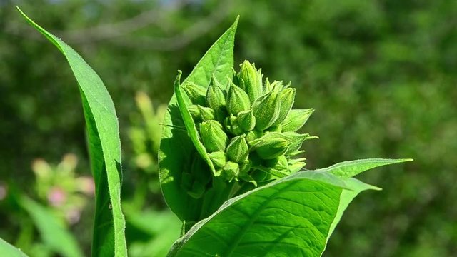 Nicotiana tabacum, Tobacco, flowers, leaves, plant, smoking