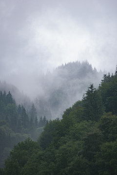 Fototapeta coniferous mountain forest in the fog