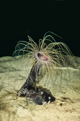 Tube Anemone