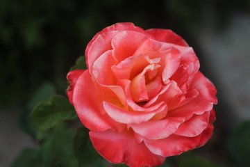 Vista Rosa