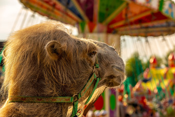 Camel's portrait in park