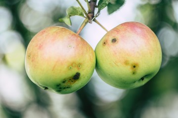 natural juicy apples
