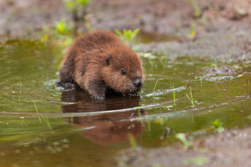 North American Beaver (Castor canadensis) Kit Stands in Shallow Water © hkuchera