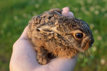 Baby rabbit sitting in the palm of the hand, looking around. Young wild bunny with soft, fluffy fur and big, brown eyes.