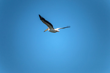 Pelecanus onocrotalus