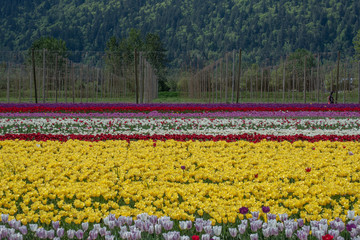 Fototapeta premium A field of tulips