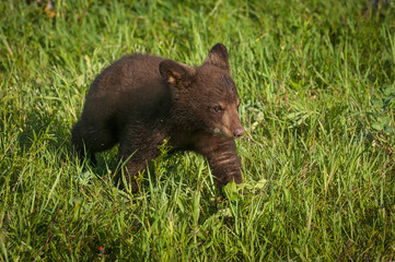 Black Bear Cub (Ursus americanus) Walks Right Through Grass