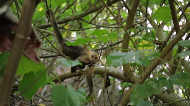 Affe sitzt auf Ast im Dschungel und fl&uuml;chtet.