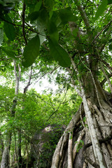 tree