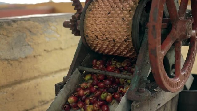 entfernen der Schale einer Kaffeebohne in kolumbien