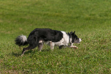 Stock Dog Moves Right Stealthily