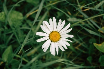 Chamomile in the center of attention