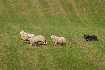 Fototapeta premium Stock Dog Runs Sheep (Ovis aries) Right on Course