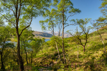 Fototapeta na wymiar Green woodland in Glen Etive, Scottish Highlands