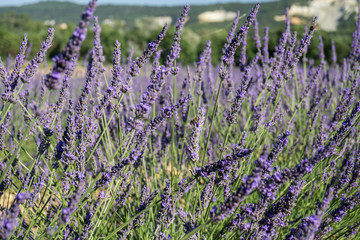 Naklejka premium Soft focus of lavender fields with bee