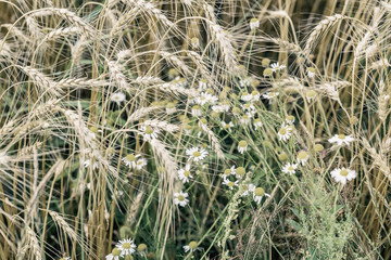 Ripe cereal ears and wild wildflowers on hot summer afternoon on background of yellow field, natural rural background