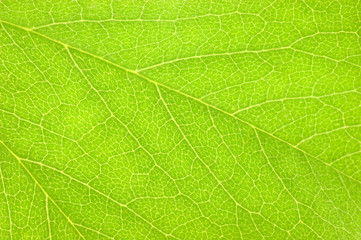 Naklejka na ściany i meble Green Leaf Macro Closeup Background Texture, Large Detailed Textured Pattern Horizontal Copy Space